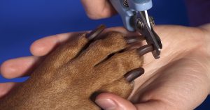 file_135_how-to-trim-a-dogs-nails